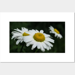 Daisies in bloom Posters and Art